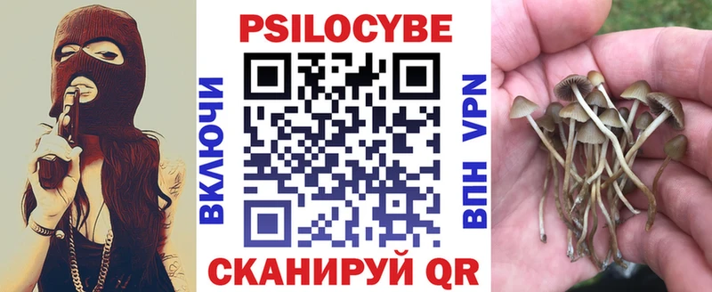 Купить где  Боровичи  Псилоцибиновые грибы Psilocybe 